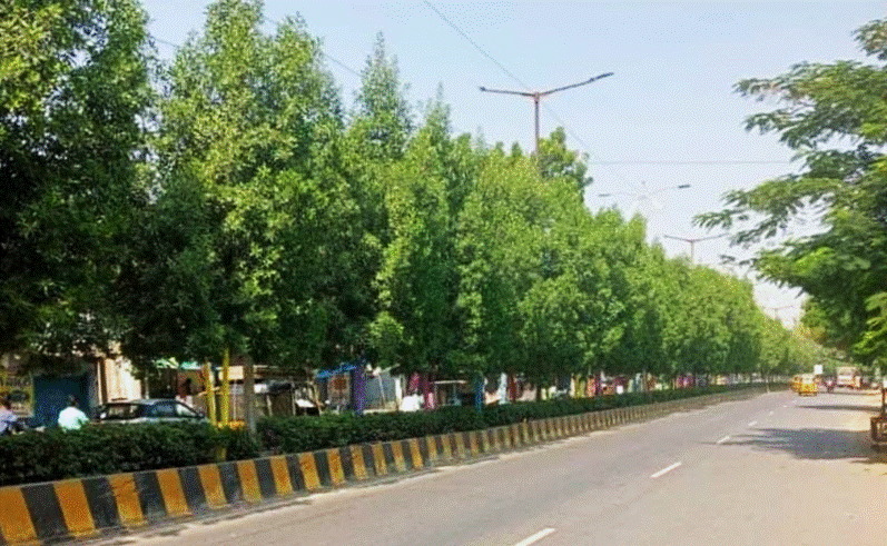 Gujarat bans plantation of exotic Conocarpus trees