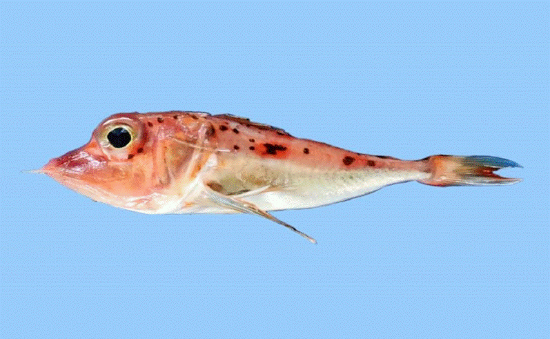 New fish species has been found in the Bay of Bengal, off the coast of West Bengal