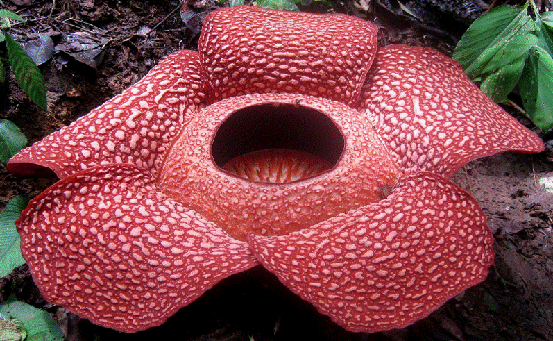 World’s largest and smelliest flower may be extinct soon