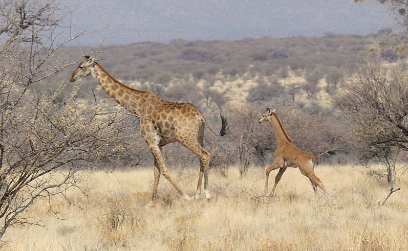 Rare spotless giraffe spotted in Namibia