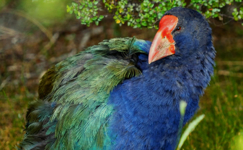 Takahe, a prehistoric bird once thought to be extinct, returns to New Zealand