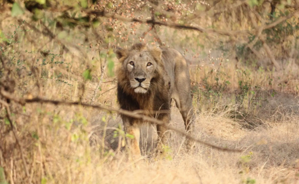 IUCN says lions in Gujarat 19 times safer than in Africa